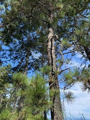 Pinus