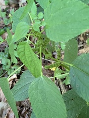 Boehmeria cylindrica