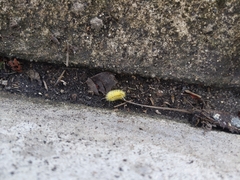 Lophocampa annulosa