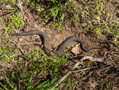 Agkistrodon piscivorus