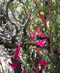 Penstemon barbatus trichander