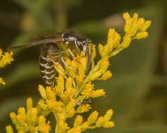 Vespula consobrina