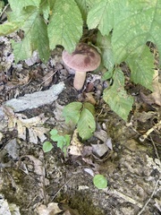 Fungi
