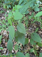 Boehmeria cylindrica