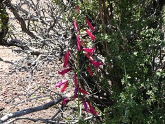 Penstemon barbatus trichander