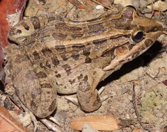 Leptodactylus macrosternum