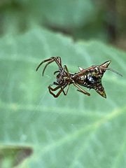 Micrathena sagittata