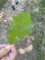 Quercus bicolor