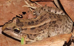 Leptodactylus macrosternum