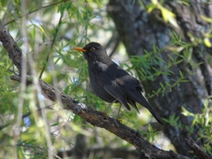 Turdus chiguanco