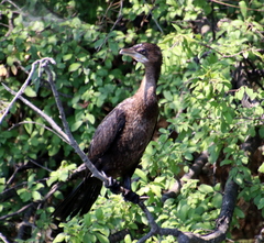 Microcarbo pygmaeus