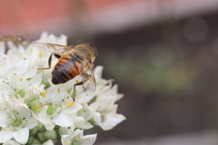 Eristalis tenax