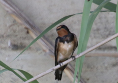 Hirundo rustica