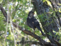 Turdus chiguanco