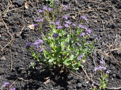 Phacelia serrata