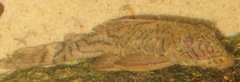 Ancistrus luzia