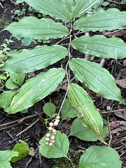 Maianthemum racemosum