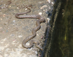 Natrix tessellata