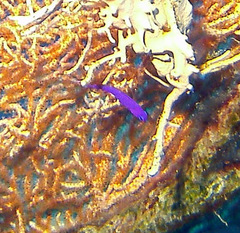 Pseudochromis fridmani