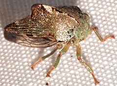Telamona decorata
