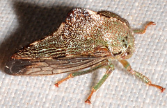 Telamona decorata