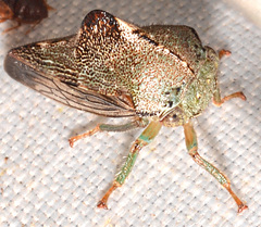 Telamona decorata