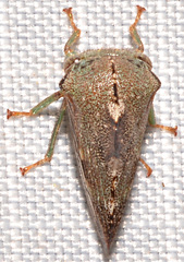 Telamona decorata