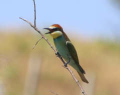 Merops apiaster