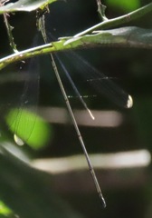 Mecistogaster linearis