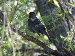 Turdus chiguanco