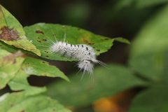 Lophocampa caryae