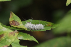 Lophocampa caryae