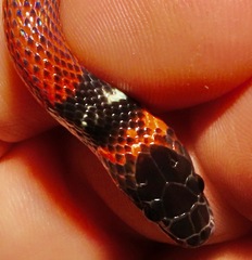 Oxyrhopus melanogenys