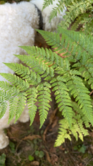 Dryopteris expansa