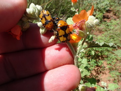 Euphoria fascifera
