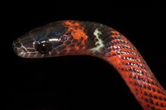 Oxyrhopus melanogenys