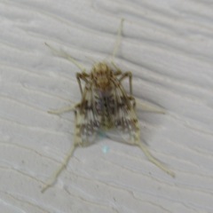 Psectrotanypus dyari