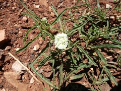 Chamaesaracha coronopus