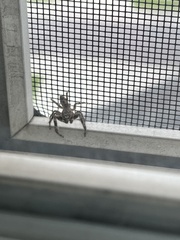 Platycryptus undatus