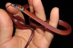 Oxyrhopus melanogenys