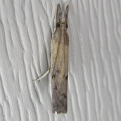 Fissicrambus mutabilis