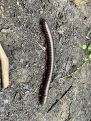 Narceus americanus