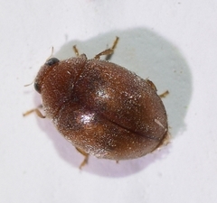 Subcoccinella vigintiquatuorpunctata