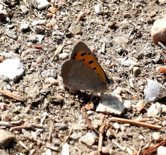 Lycaena phlaeas