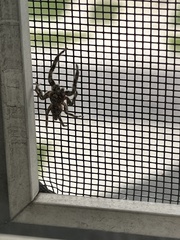 Platycryptus undatus