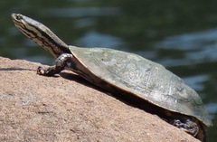 Phrynops geoffroanus