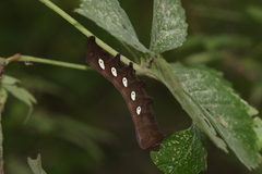 Eumorpha pandorus