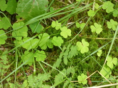 Oxalis acetosella