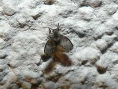 Clogmia albipunctata