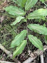 Maianthemum racemosum